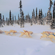 Image for article titled The Most Unusual Sports in Winter Olympics History
